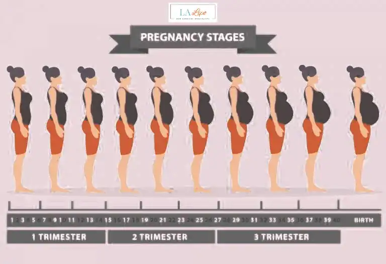 First Trimester (Weeks 1–12): Early Changes You Might Not Notice Kingstanding